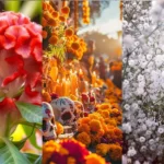 Flores que puedes colocar en la ofrenda de Día de Muertos además del cempasúchil