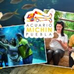 ¿Cuánto cuesta la entrada al Acuario Michin Puebla en Semana Santa 2026?