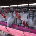Suspende México importaciones avícolas de Brasil por brote de enfermedad